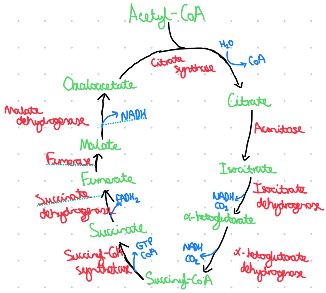 knowt flashcard image