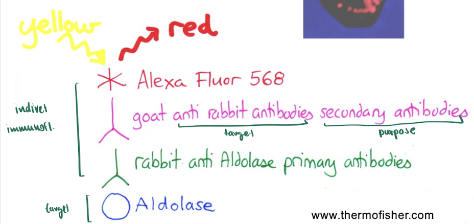 <ul><li><p>via indirect immunofluorescence</p></li></ul><p>(answer in image)</p><p></p>