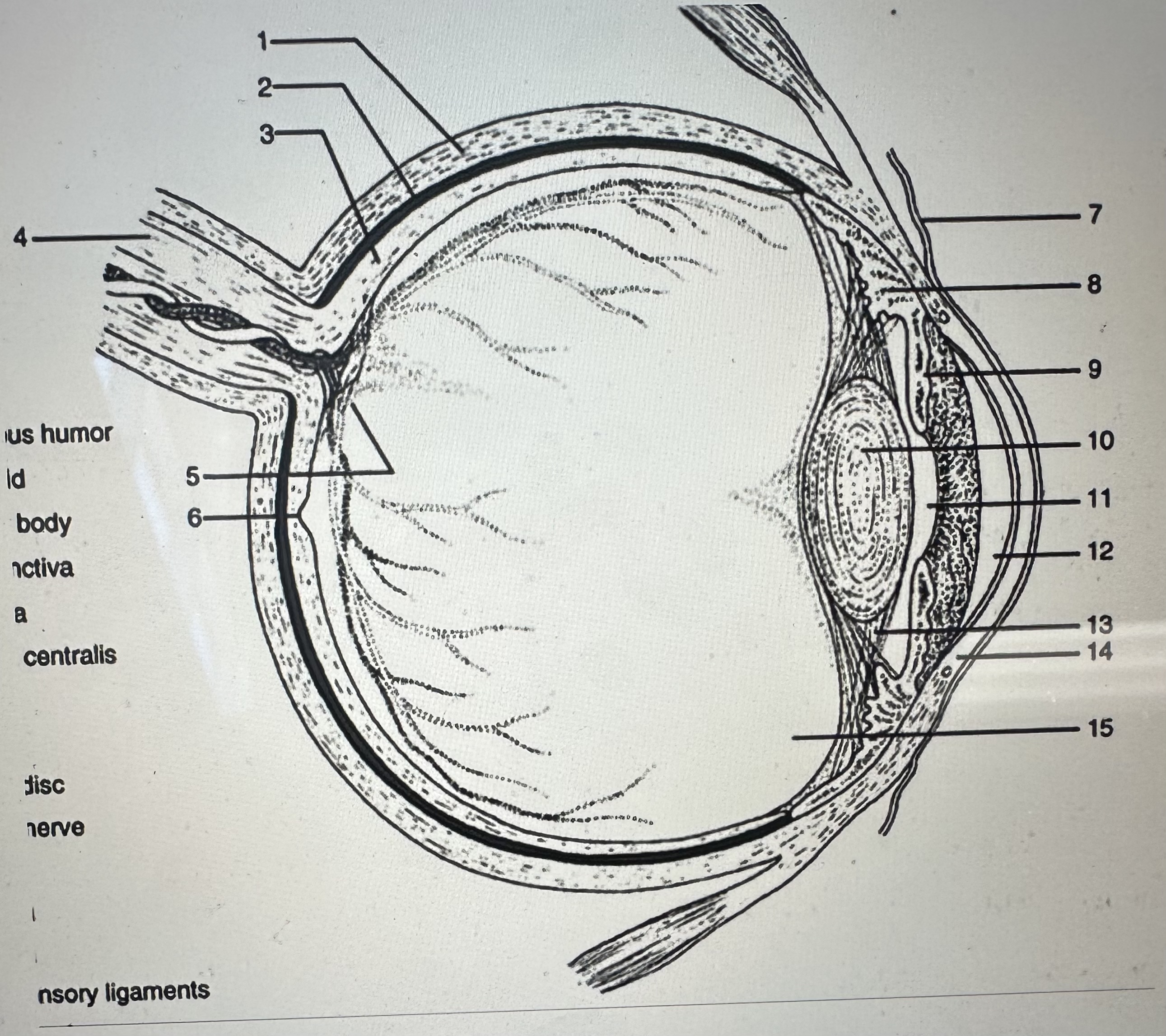 knowt flashcard image