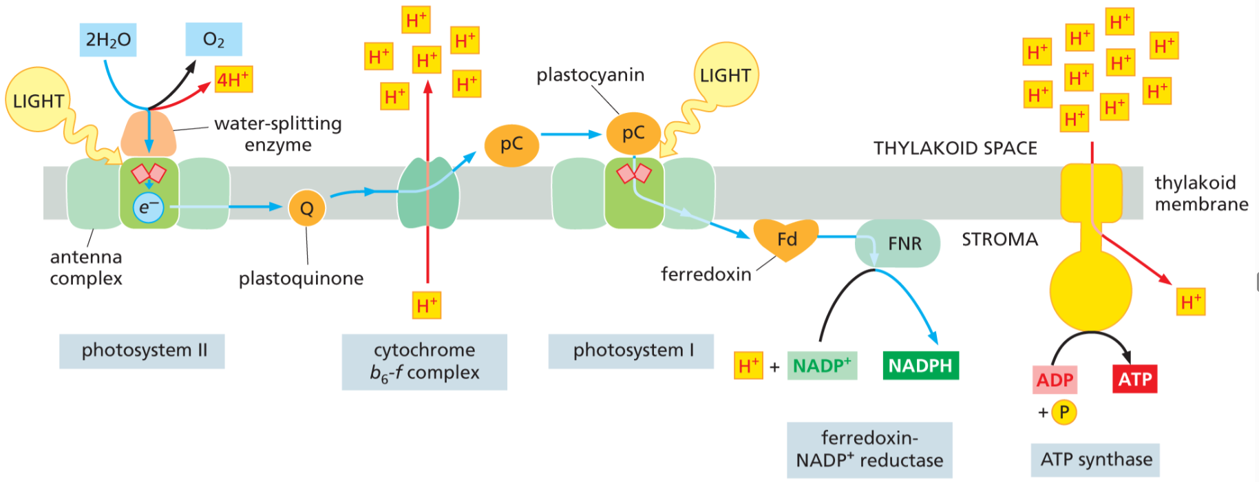 <p>Photosystem II</p>