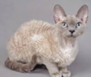 <p>welk type kat is dit</p>