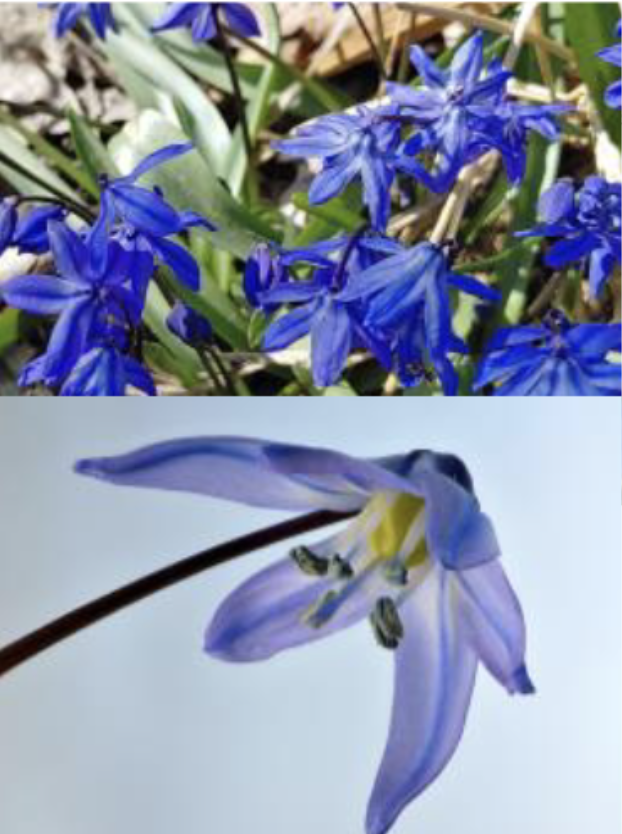 <p>Narrowly strap-shaped leaves<br>Loose raceme, pendulous/nodding flowers<br>Bright blue with darker band<br>Blue pollen</p>