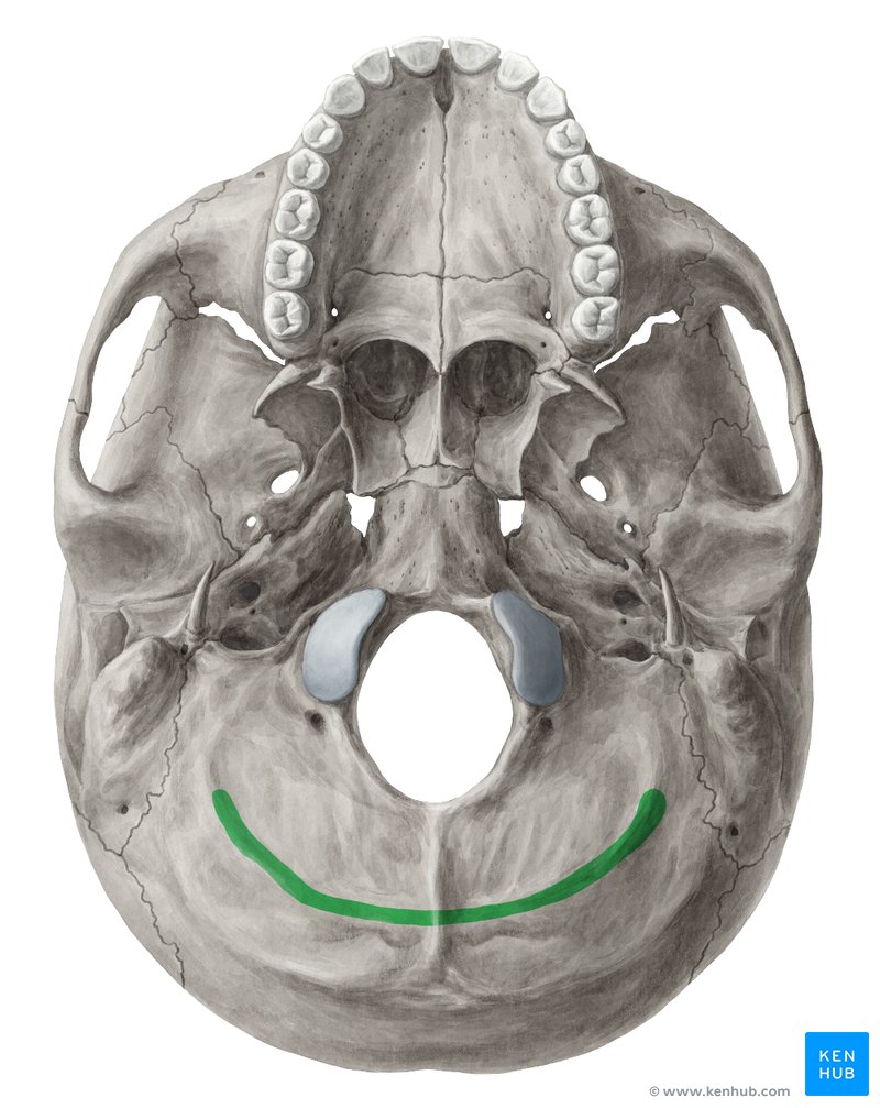 <p>What is this bone detail?</p>