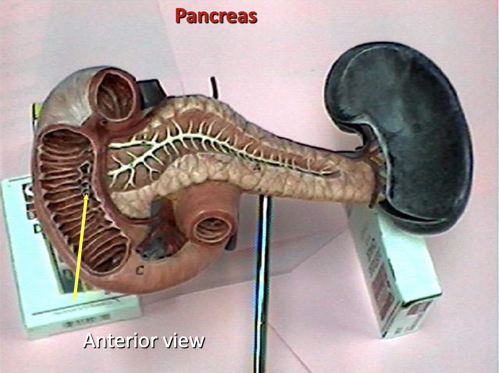 <p>Identify the organ.</p>