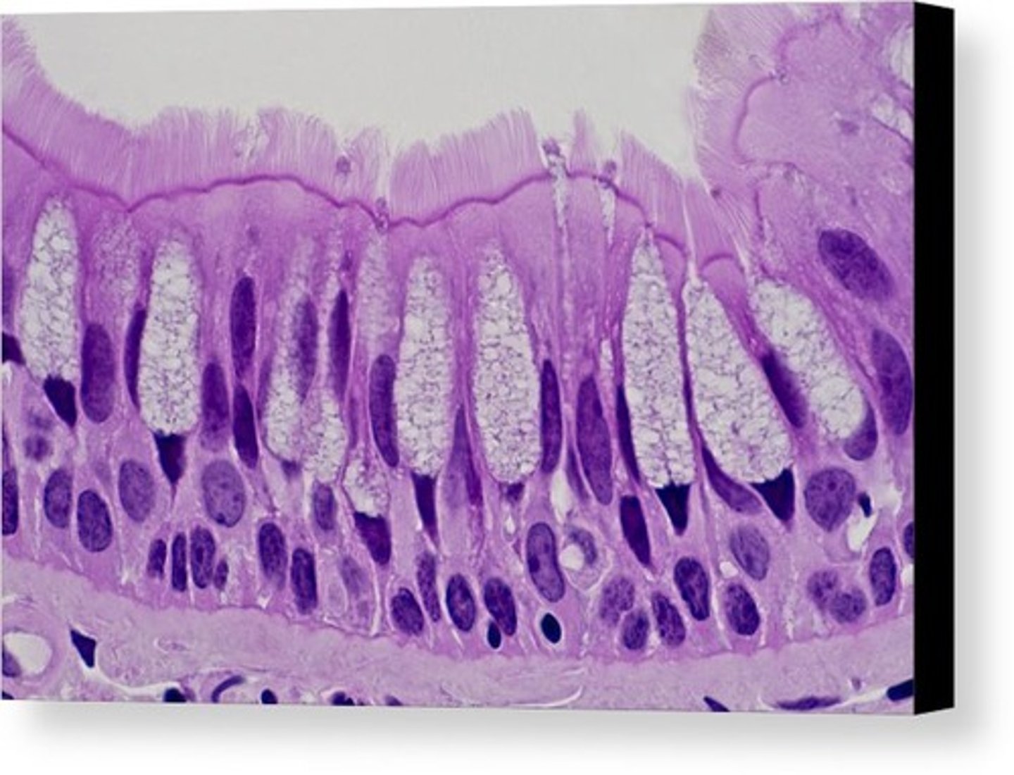 <p>location of tissue in the body?</p>