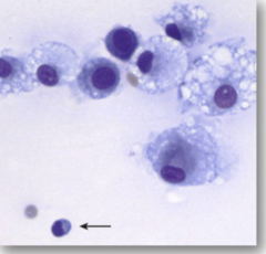 <p>what are these cells?</p>