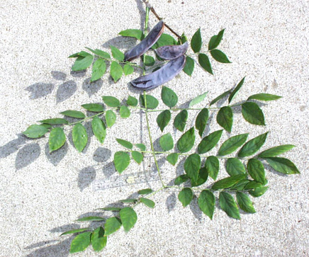 <p>common name</p>