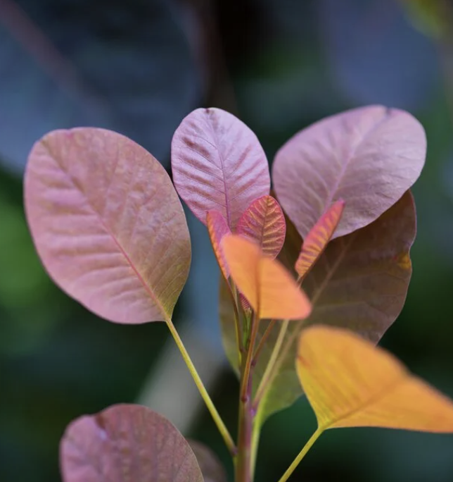 <p>Smoketree</p>