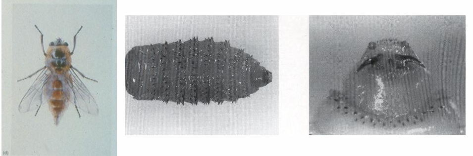 <ul><li><p>Parasita pouco patogénico do estômago de cavalos </p></li><li><p>Larvas causam reacções inflamatórias na face, na boca e no estômago </p></li><li><p>Moscas adultas causam grande perturbação aos cavalos e até pânico</p></li></ul><p></p>