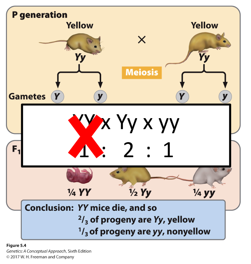 <ul><li><p><strong>Lethal alleles</strong> are mutations that can cause death when present in certain genotypes, often because they affect an essential gene.</p></li><li><p><strong>Dominant lethal:</strong> lethal in <strong>heterozygotes and homozygotes</strong> (e.g., <strong>Bb and BB</strong> lethal; bb viable).</p></li><li><p><strong>Recessive lethal:</strong> lethal <strong>only when homozygous</strong>; heterozygotes survive (e.g., <strong>ts/ts lethal; TS/ts viable</strong>).</p></li><li><p><strong>Yellow mice example:</strong> <strong>Y</strong> is dominant for yellow coat colour but <strong>recessive for lethality</strong>:</p><ul><li><p><strong>YY = lethal</strong></p></li><li><p><strong>Yy = yellow and viable</strong></p></li><li><p><strong>yy = non-yellow and viable</strong></p></li></ul></li><li><p>Therefore, <strong>Yy × Yy</strong> initially gives ¼ YY : ½ Yy : ¼ yy, but the <strong>YY offspring do not survive</strong>, leaving a <strong>2 yellow : 1 non-yellow</strong> ratio.</p></li><li><p><strong>Key clue:</strong> a <strong>2:1 ratio among surviving offspring</strong> often indicates a <strong>recessive lethal allele</strong>.</p></li></ul><p></p>