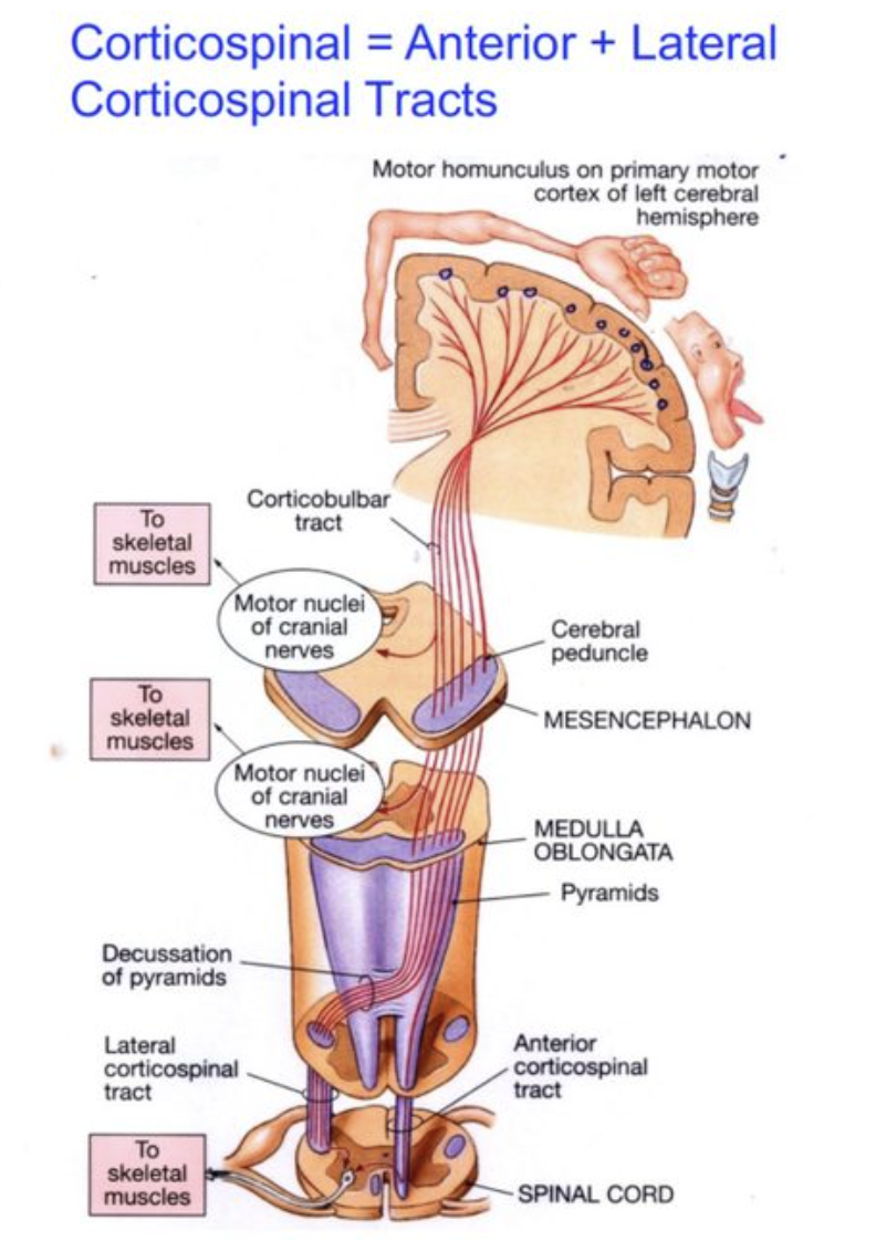 <ul><li><p>descending corticospinal neurons</p></li><li><p>anterior and lateral divisions</p></li><li><p>cross at medulla pyramids</p></li><li><p>causes each hemisphere to control opposite side of body</p></li></ul><p></p>