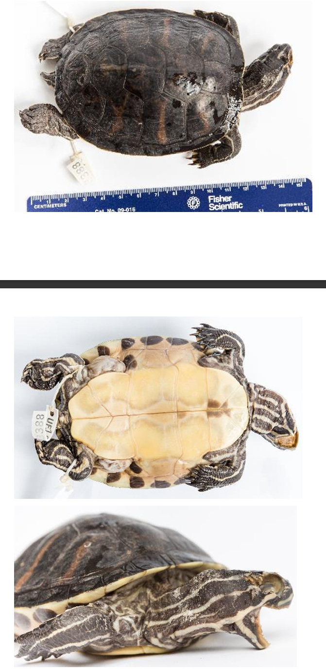 <p>Florida Red-bellied Cooter order & suborder</p>