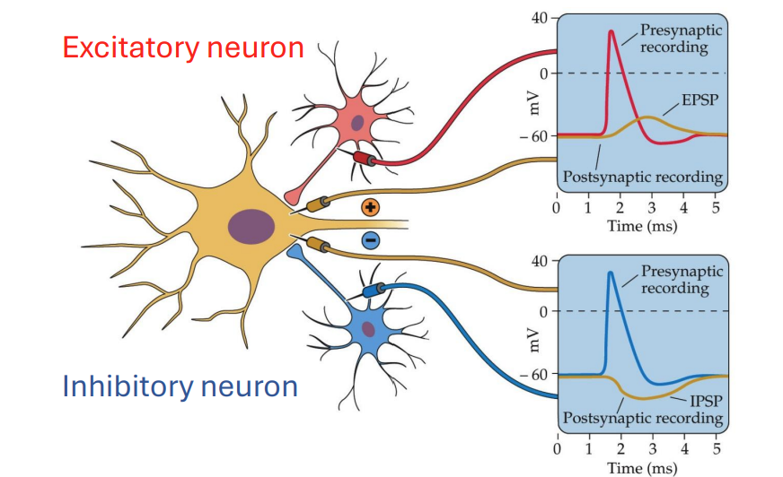 <ul><li><p>more signallng, less likely firing thru hyperpolarization/shunting</p></li></ul><p></p>