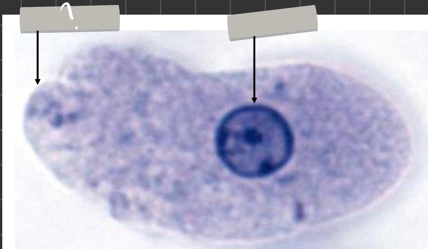 term image