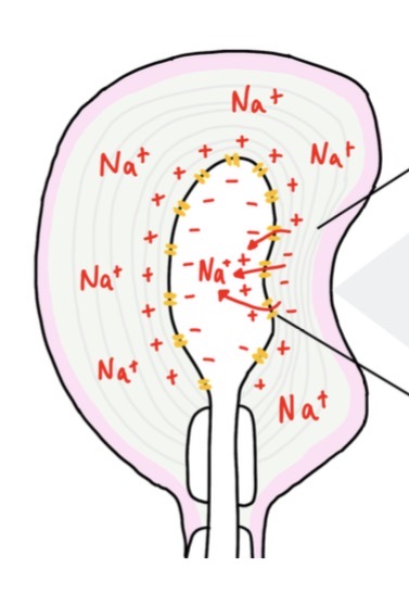 <p>Describe how a generator potential is established in a Pacinian corpuscle</p>