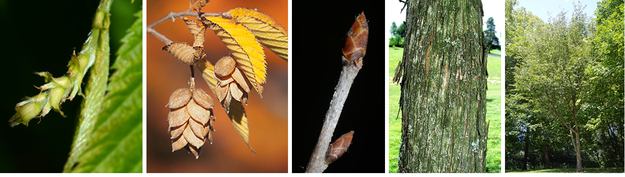<p>cat claw shredded bark, small egg shaped buds that are finely scaled</p>