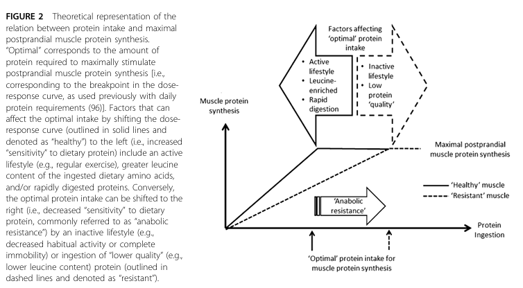 <ul><li><p>General recommendation:</p><ul><li><p><strong>≥1.2 g/kg body weight/day</strong></p></li></ul></li><li><p>Higher needs in:</p><ul><li><p>Illness, inflammation, or injury → up to <strong>1.5 g/kg/day</strong></p></li></ul></li><li><p>Higher than young adults (~0.8 g/kg/day)</p></li><li><p>Needed to compensate for <strong>anabolic resistance</strong></p></li></ul><p></p>