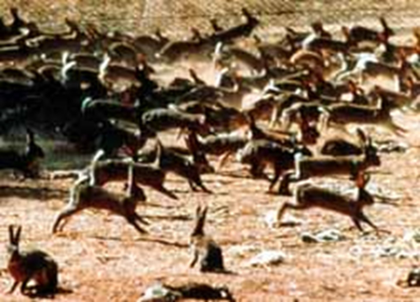 <p>/ɪnˈveɪsɪv/ (adjective).</p><p>xâm lấn</p><p>Ex: Invasive species can disrupt the balance of mushroom habitats in parks.</p>