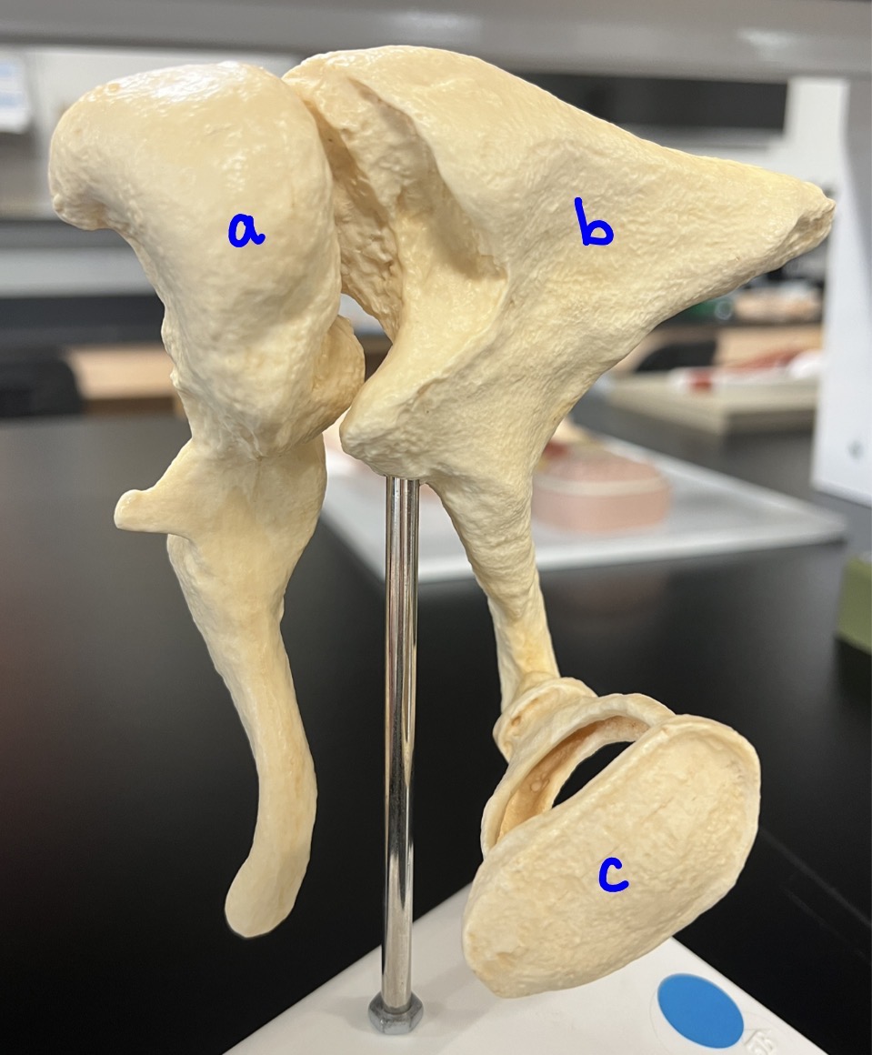 <p>What is this structure?</p>