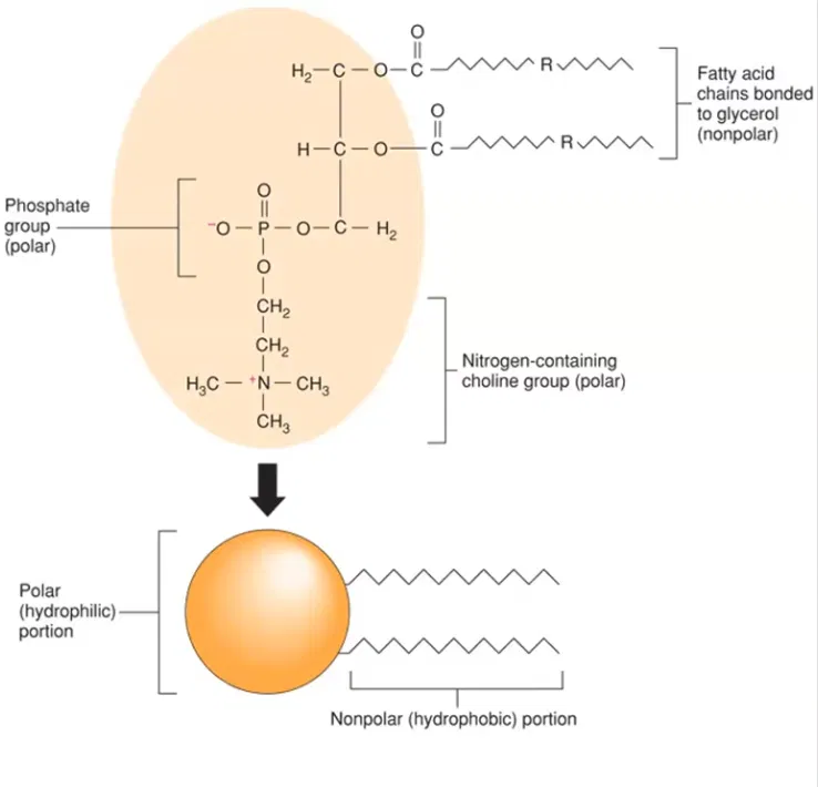 <p>A lipid with a glycerol backbone, 2 fatty acid tails, and 1 phosphate group (instead of 3 fatty acids like a triglyceride).</p>