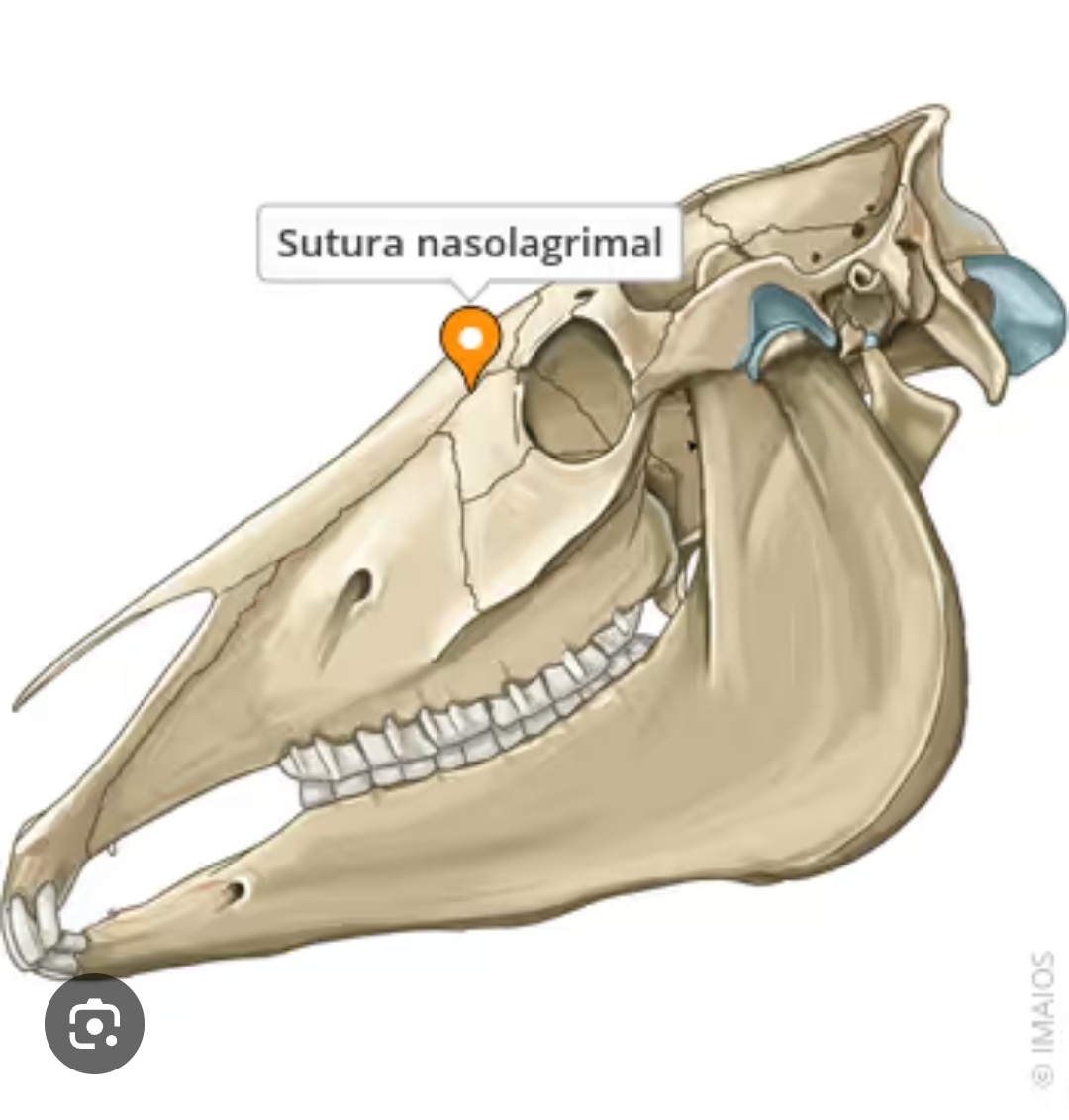 <p>sutura nasolagrimal</p>