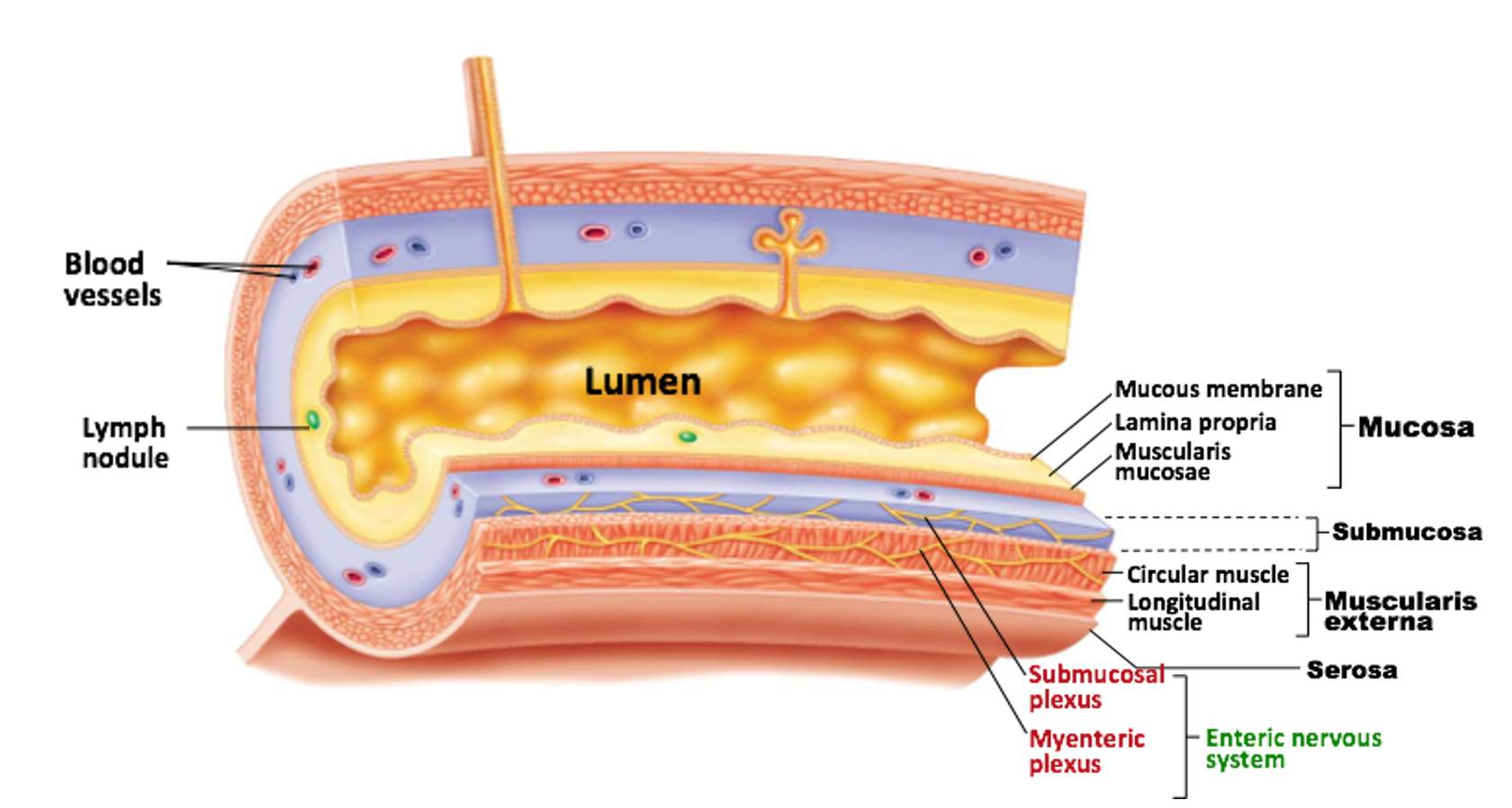 <ul><li><p>4 layers epithelial tissue → same stomach, SI, LI</p></li></ul><ol><li><p>Mucosa</p></li><li><p>submucosa</p></li><li><p>muscularis externa</p></li><li><p>serosa</p></li></ol><p></p><p></p><p>other features → lumen, blood vessels (uptake food absorbed &amp; hormones secreted), lymph nodules (immune system &amp; absorb lipids)</p>