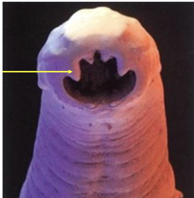 <p>what is this? genus species</p>