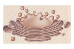 <p>modifies, sorts, and temporarily stores proteins</p>