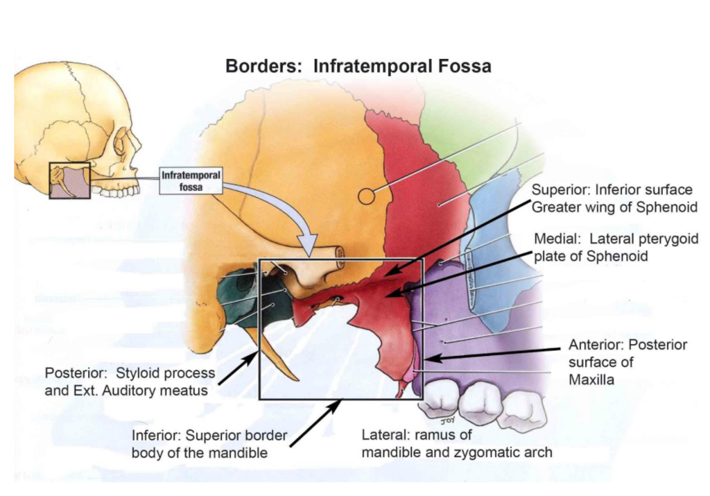 <p>ramus of the mandible </p>