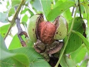 <p>Juglans regia</p>