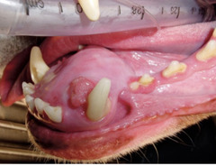 <p>An older animal comes in presenting with gingival enlargement and a slow growing expansive mass. What is this? How do you treat?</p>