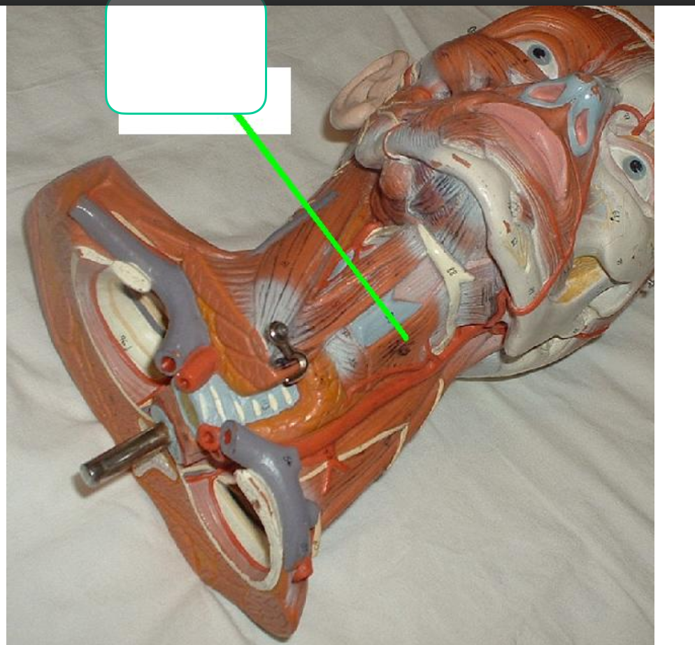 <p>(L) thyroid gland to hyoid</p>