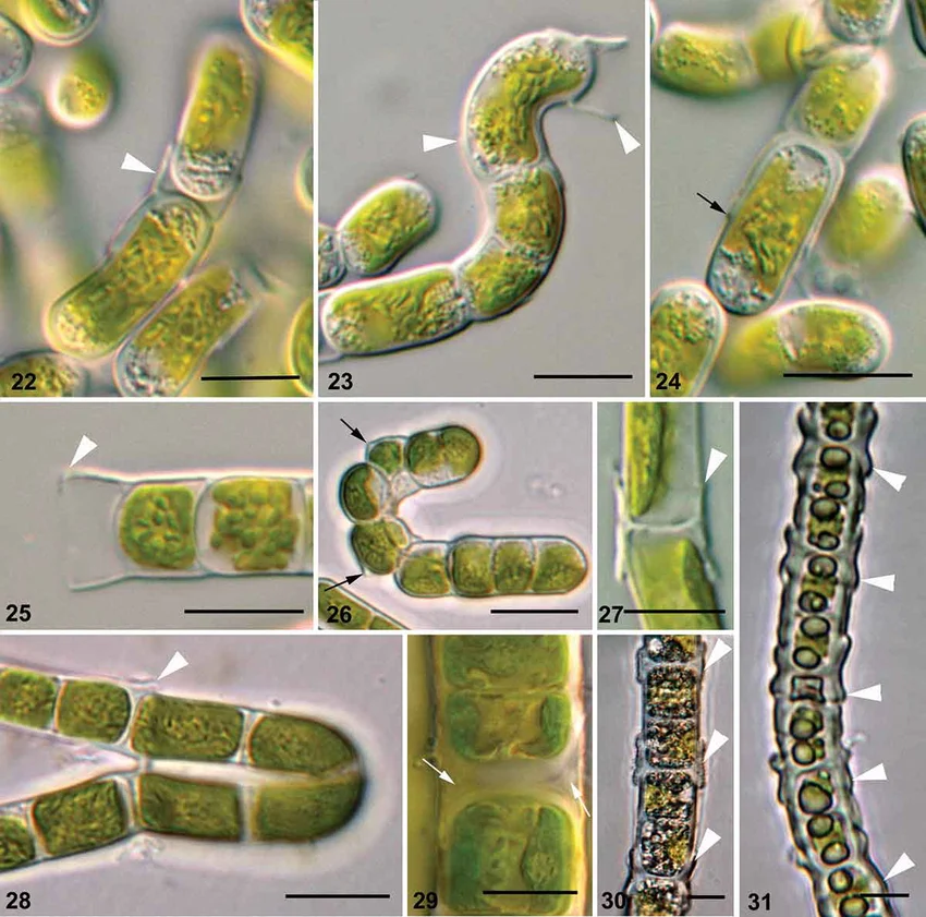 <p>Identify</p>