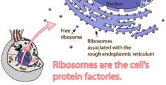 <p>In the endoplasmic reticulum and cytoplasm. They make proteins</p>