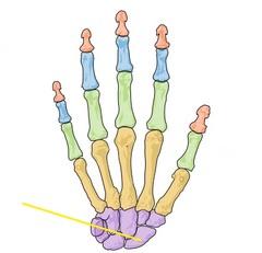 <p>SCAPHOID BONE !!!!!!!</p><p>literally if its a wrist bone just guess scaphoid</p>