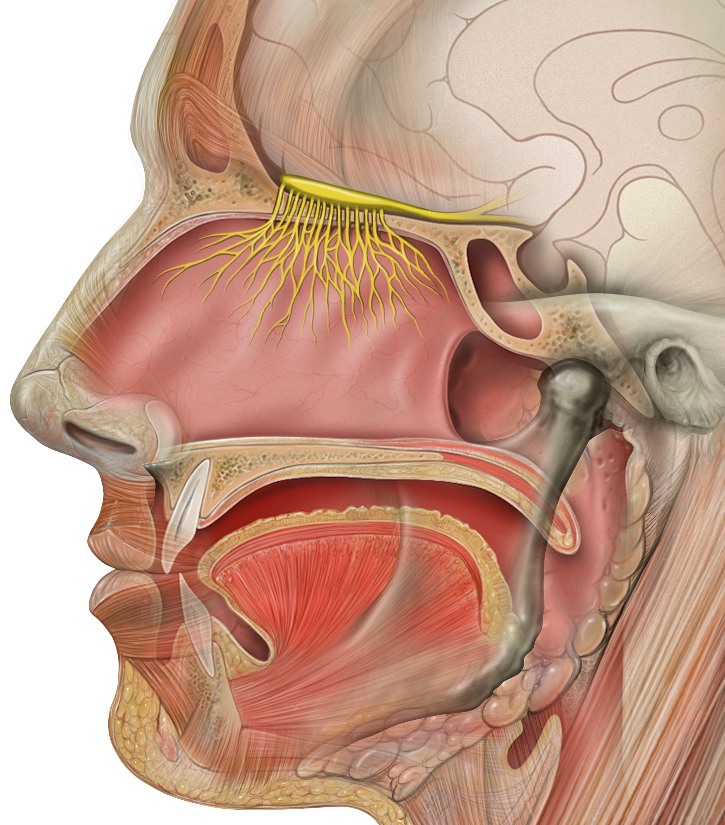 <p><span style="background-color: transparent;">The first cranial nerve. A sensory nerve that carries info for the sense of smell. The only nerve that originates in the frontal lobe of the brain; its fibers pass through the cribriform plate of the ethmoid bone to reach the upper nasal passages.</span></p>
