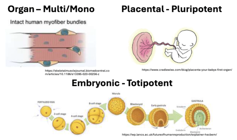 <p>organ - multi/mono</p><p>placental - pluripotent</p><p>embryonic - totipotent</p>