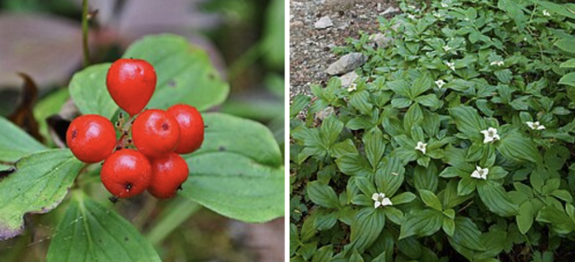 <ul><li><p>Whorl of leaves at stem top</p></li><li><p>Tiny flowers with 4 white bracts in spring</p></li><li><p>Tight bunch of bright red berries in summer/fall</p></li><li><p>Creeping forest groundcover</p></li><li><p>Common in spruce & mixed forests</p></li></ul><p></p>