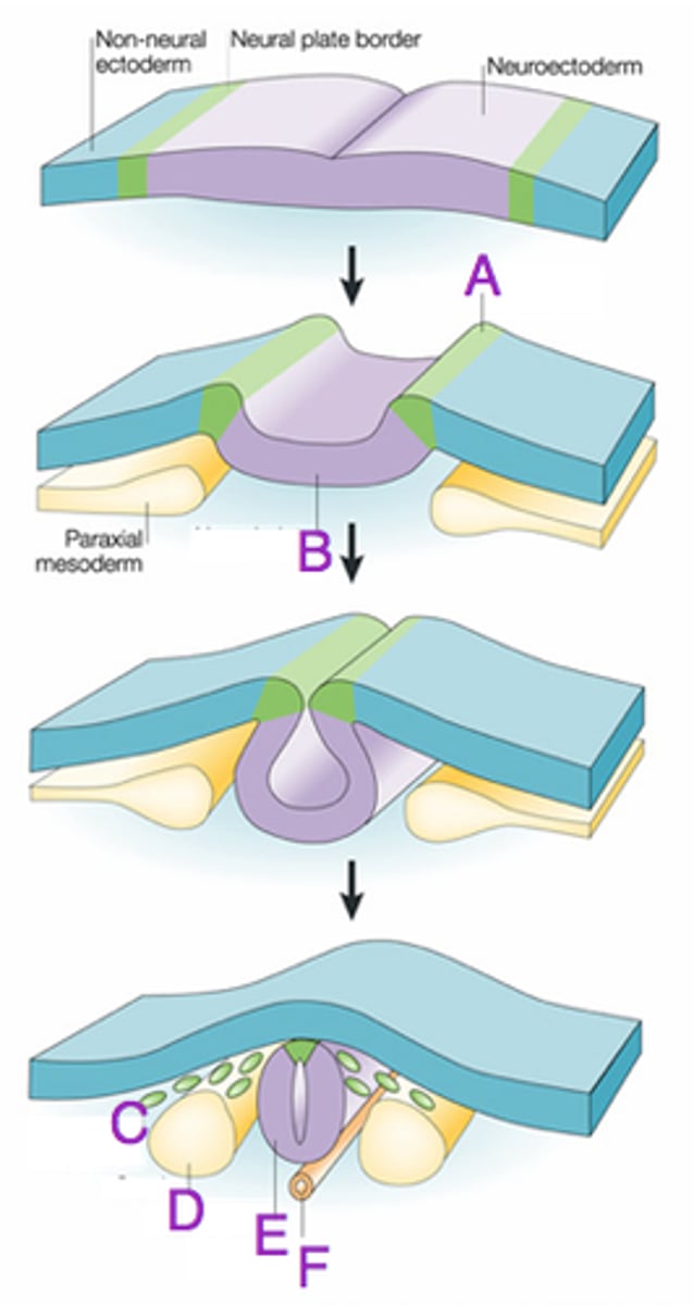 <p>Process by which the ectoderm forms the neural tube.</p>