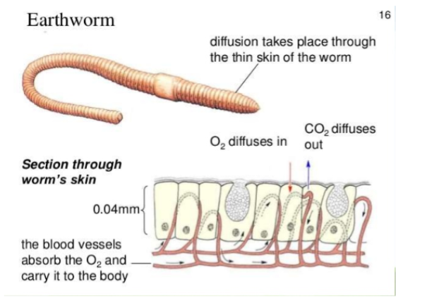 <ul><li><p>Eg. Worms like an earthworm</p></li><li><p>Diffusion across the skin </p></li><li><p>Have blood vessels to absorb the oxygen and carry it to the cells and deliver carbon dioxide back to the skin</p></li></ul><p></p>