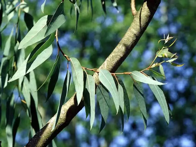 <p>Grand arbre des Myrtaceae caractérisé par un dimorphisme foliaire, utilisé comme expectorant et antiseptique des voies respiratoires.</p>