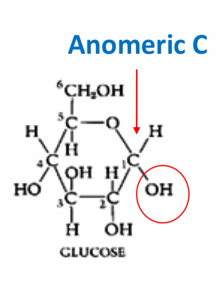 <p>anomeric</p><p>(to open the double bond, a free -OH group is attatched)</p>