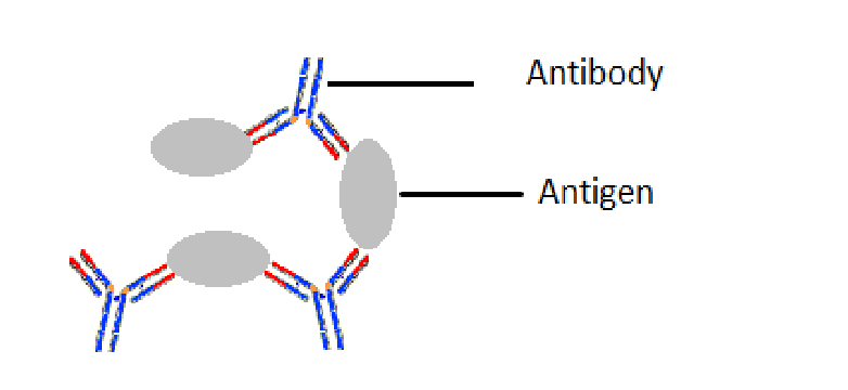 <p>Antibody mixed with antigen causes clumping (insoluble)</p>