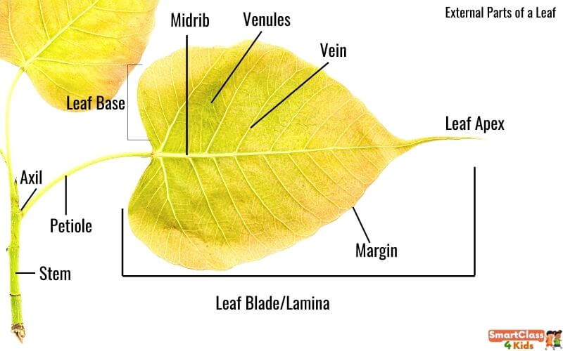 <p>bud, petiole, and blade</p>