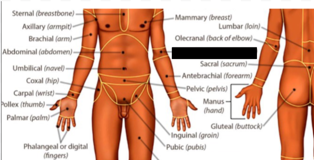 <p>what anatomical region is this?</p>