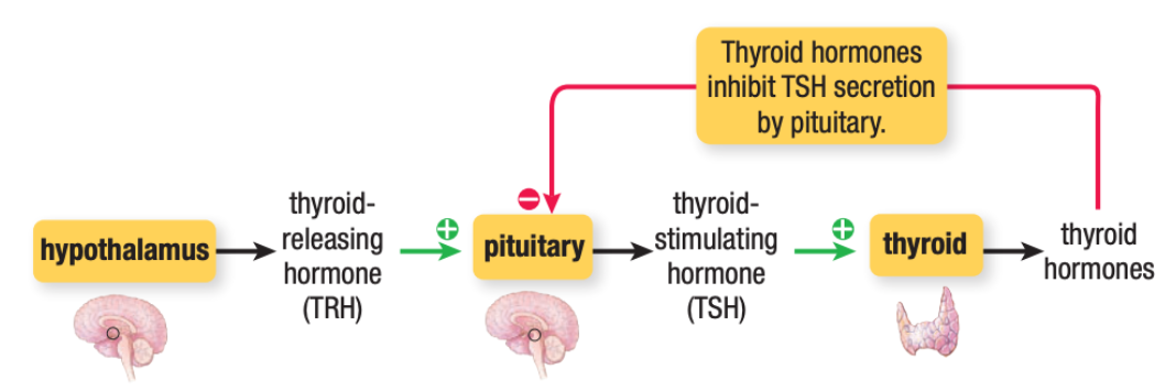 <p>hypothalamus → TRH → <span style="color: rgb(123, 0, 0);">pituitary </span>→ TSH → thyroid → thyroid hormones (inhibit secretion of TSH)</p>