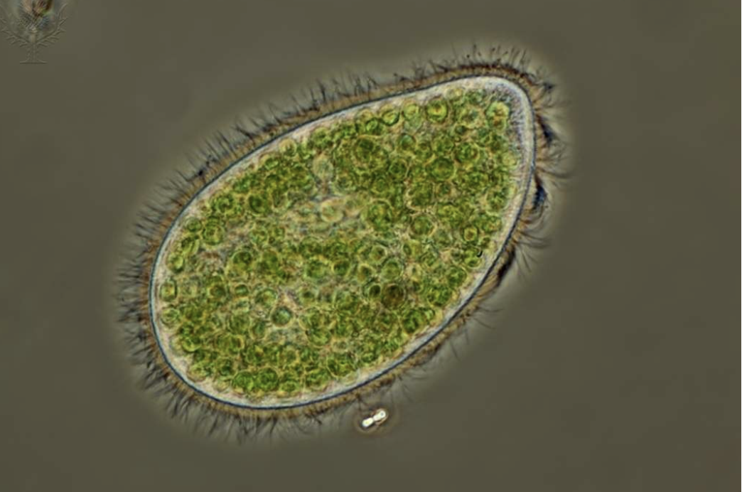 <p>Protists</p>