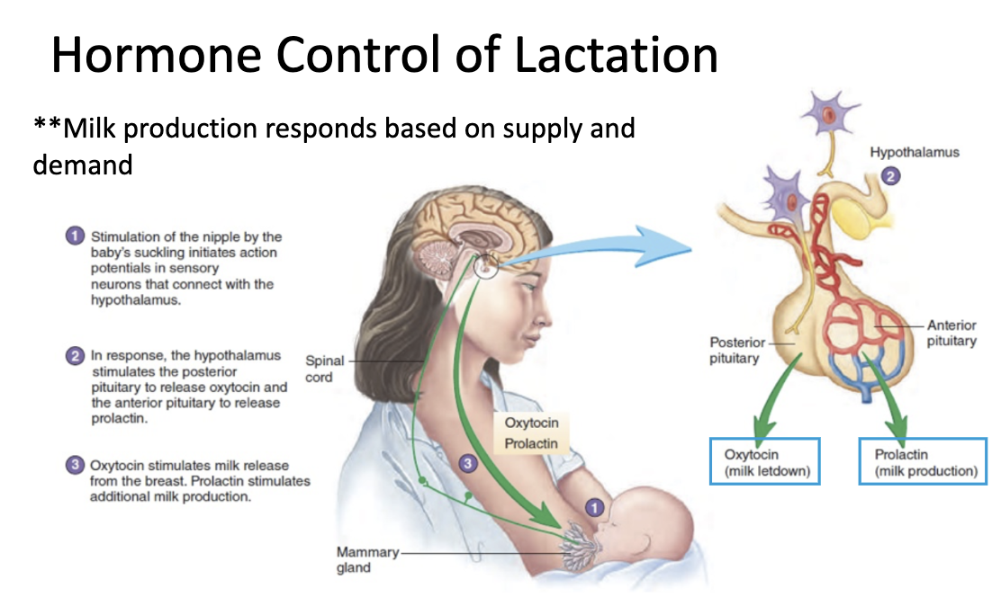 <p><span style="background-color: transparent; font-family: "Inria Serif", serif;"><strong>Estrogen</strong></span></p><ul><li><p><span style="background-color: transparent; font-family: "Inria Serif", serif;"><em>Role</em>: ductal growth</span></p></li><li><p><span style="background-color: transparent; font-family: "Inria Serif", serif;"><em>SoL</em>: mammary gland differentiation with menstruation</span></p></li></ul><p><span style="background-color: transparent; font-family: "Inria Serif", serif;"><strong>Progesterone</strong></span></p><ul><li><p><span style="background-color: transparent; font-family: "Inria Serif", serif;"><em>Role</em>: alveolar development</span></p></li><li><p><span style="background-color: transparent; font-family: "Inria Serif", serif;"><em>SoL</em>: after onset of menses & during pregnancy</span></p></li></ul><p><span style="background-color: transparent; font-family: "Inria Serif", serif;"><strong>Human growth hormone</strong></span></p><ul><li><p><span style="background-color: transparent; font-family: "Inria Serif", serif;"><em>Role</em>: development of terminal end buds</span></p></li><li><p><span style="background-color: transparent; font-family: "Inria Serif", serif;"><em>SoL</em>: mammary gland development</span></p></li></ul><p><span style="background-color: transparent; font-family: "Inria Serif", serif;"><strong>Human placental lactogen</strong></span></p><ul><li><p><span style="background-color: transparent; font-family: "Inria Serif", serif;"><em>Role</em>: alveolar development</span></p></li><li><p><span style="background-color: transparent; font-family: "Inria Serif", serif;"><em>SoL</em>: Pregnancy</span></p></li></ul><p><span style="background-color: transparent; font-family: "Inria Serif", serif;"><strong>Prolactin</strong></span></p><ul><li><p><span style="background-color: transparent; font-family: "Inria Serif", serif;"><em>Role</em>: alveolar development & milk secretion</span></p></li><li><p><span style="background-color: transparent; font-family: "Inria Serif", serif;"><em>SoL</em>: pregnancy & breastfeeding (from 3rd trimester → weaning)</span></p></li></ul><p><span style="background-color: transparent; font-family: "Inria Serif", serif;"><strong>Oxytocin</strong></span></p><ul><li><p><span style="background-color: transparent; font-family: "Inria Serif", serif;"><em>Role</em>: </span><span style="font-family: "Inria Serif", serif;"><strong>Letdown</strong></span><span style="background-color: transparent; font-family: "Inria Serif", serif;">: ejection of milk from myoepithelial cells</span></p></li><li><p><span style="background-color: transparent; font-family: "Inria Serif", serif;"><em>SoL</em>: from onset of milk secretion → weaning</span></p></li></ul><p></p>