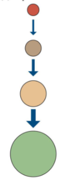 <p>the abundance of a population is limited by consumers</p><p>energy flow is governed by predator consumption rates at the highest trophic level, which influences multiple trophic levels below them </p><p>can also consider parasites or disease, not just proper predators as the controlling factor</p><p>e.g. islands without lizards having a high abundance of spider spp (no predation → more spider abundance; lizards would decrease spider abundance)</p><p>e.g. trophic cascade</p>