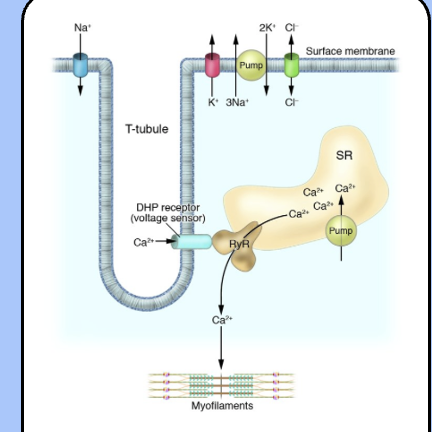 <ul><li><p><span style="font-family: "Helvetica Light";">the action potential travels throughout the T-tubule system to trigger the contraction of the muscle fiber.</span></p></li></ul><ul><li><p><span style="font-family: "Helvetica Light";">depolarization activates an <em><u>L-type voltage-gated calcium channel</u></em> (often called the dihydropyridine receptor), which is physically coupled to a calcium channel located on the SER membrane called the <em><u>ryanodine receptor </u></em>(RyR).</span></p></li></ul><ul><li><p style="text-align: center;"><span style="font-family: "Helvetica Light";">once the ryanodine receptor opens calcium ions flood the cytoplasm and interact with the contractile apparatus of the sarcomere.</span></p></li></ul><p></p>
